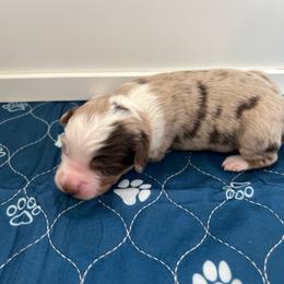 Chevelle - Red merle female Australian Shepherd puppy in Waxahachie, Texas from Volks Aussies