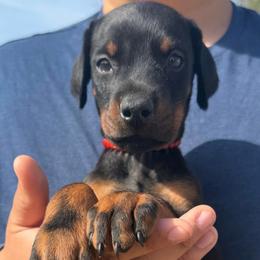 Boy 4 - Red and rust male Doberman Pinscher puppy in Youngsville, North Carolina from di Casa Ortiz German Shepherds