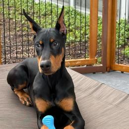 Xena - Doberman Pinscher