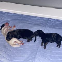 Lowchen puppies from Lionkru Lowchen and Standard Poodles