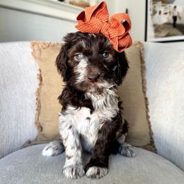 Flannel - Merle female Labradoodle puppy in Newark, Ohio from Raising Doodles