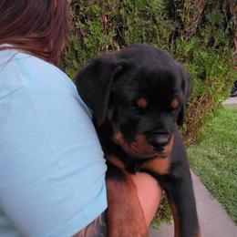 Girl 1 - Black and mahogany female Rottweiler puppy in San Bernandino, California from VON DER SENTINEL