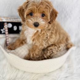 Latte - Cream male Poodle puppy in Florida from Adorable Toy-Miniature Poodles