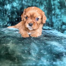 Ruby - Ruby female Cavalier King Charles Spaniel puppy in Knoxville, Tennessee from Rocky Top Cavapoos
