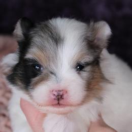 AKC Jazz - Black and tan parti female Pomeranian puppy in Albany, Indiana from Hatz Off Puppies