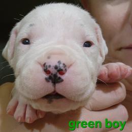 Boy 2 - green boy - White male Dogo Argentino puppy in Blythe, California from Dogos del Gran Reino