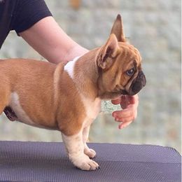 Australian Shepherd and French Bulldog Puppies from Golden Oak Gypsy