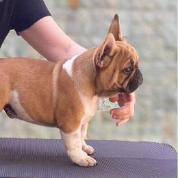 Australian Shepherd and French Bulldog Puppies from Golden Oak Gypsy