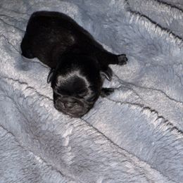Rubble - Black male Pug puppy in Smiths Station, Alabama from Masters Pugs