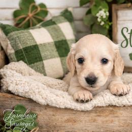 Cream Female - Pet Only - Limited AKC - Cream female Dachshund puppy in Nashville, Tennessee from Farmhouse Sausages - Located in TN delivers all over US including California