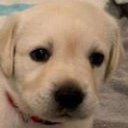 Boy 1 - Yellow Labrador Retriever puppy in Hutto, Texas from Texas Bluebonnet Labs