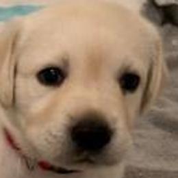 Boy 1 - Yellow Labrador Retriever puppy in Hutto, Texas from Texas Bluebonnet Labs