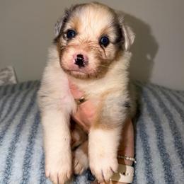 Alfredo - Blue merle male Australian Shepherd puppy in Anniston, Alabama from All Hale Aussies