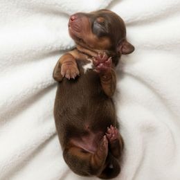 Chocolate And Tan Female 3 - Chocolate and tan female Dachshund puppy in Blackstone, Virginia from Cheyenne's Dachshunds