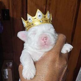 Astro - Parti male Yorkshire Terrier puppy in Atlanta, Georgia from Royal Beauties Yorkies of Atlanta