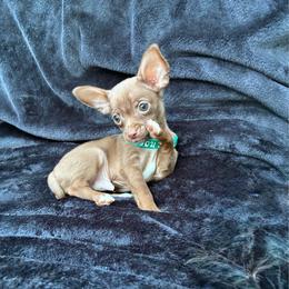 Cookie - Chocolate male Chihuahua puppy in Conway, Arkansas from Kings chichis