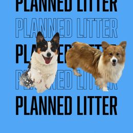 Pembroke Welsh Corgi puppies from Ridge Top Corgis