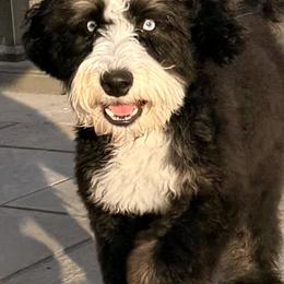 Bernese Mountain Dogs and Poodles from Brian Petersen