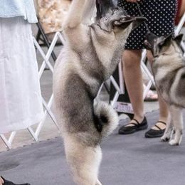 Norwegian Elkhounds from Sierra Wind Norwegian Elkhounds
