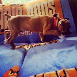 Boxer Puppies from Sara's Bouncing Boxers