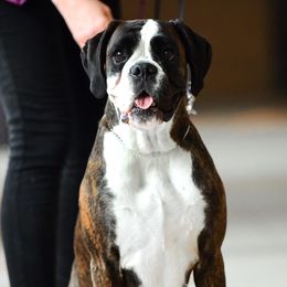 Boxers from Kennel From Tripillya