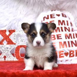 Max - Black and tan male Pembroke Welsh Corgi puppy in Gober, Texas from Trigger Time Kennels