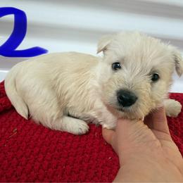 Chase - Wheaten male Scottish Terrier puppy in Chattanooga, Tennessee from Oodles of Cuties!