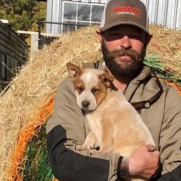 Girl 05 purple - Australian Cattle Dog puppy from 6pk Cattledogs