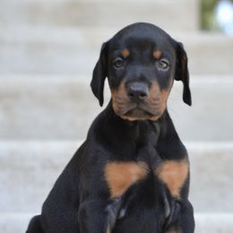 Doberman Pinscher Puppies from Obsidian Kennels