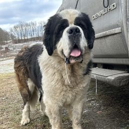 Zepp - Saint Bernard