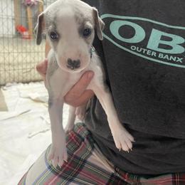 Whippet Puppies from Sara's Whippets