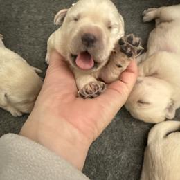 Girl 1- White English Lab - Yellow female Labrador Retriever puppy in Isanti, Minnesota from Four Corners Family Labs