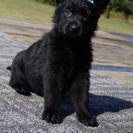 Tika - Black female German Shepherd puppy in Muldrow, Oklahoma from Reizarf Kennels