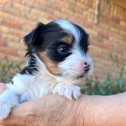 Lizzie (Girl 2) - Biewer Terrier puppy from De La Rosa Biewers