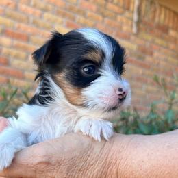 Lizzie (Girl 2) - Biewer Terrier puppy from De La Rosa Biewers
