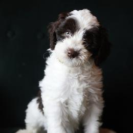 Bella - Brown and white female Aussiedoodle puppy in Millville, California from Hope Lane Kennels