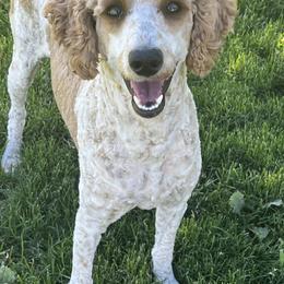 Lily - Poodle