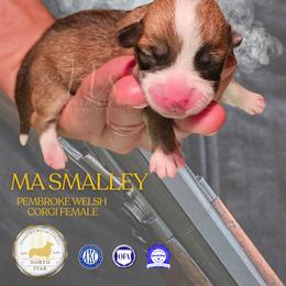 Ma Smalley - Red female Pembroke Welsh Corgi puppy in Fortine, Montana from North Star Pembroke Welsh Corgi's
