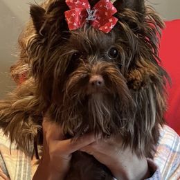 Preacher - Yorkshire Terrier