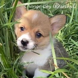 Orange Collar Boy - Pembroke Welsh Corgi puppy in Sterling, Oklahoma from Whiskey Creek Corgis