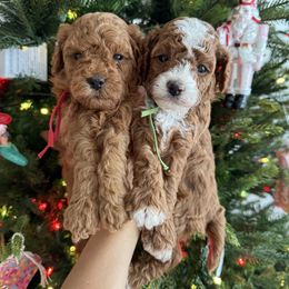 Cavapoo puppies from SoCal Cavapoos