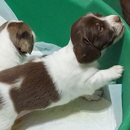 Girl1 - Piebald female Dachshund puppy in North Vernon, Indiana from Rudicel Dachshunds