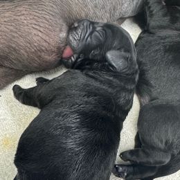 Labrador Retriever Puppies from Lookout Mountain Labrador Retrievers