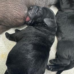 Labrador Retriever Puppies from Lookout Mountain Labrador Retrievers