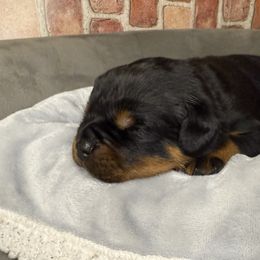 Blue boy - Black and mahogany male Rottweiler puppy in Auburn, California from Vom Haus Flores