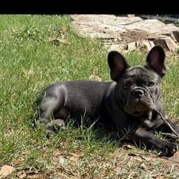 Billie - French Bulldog