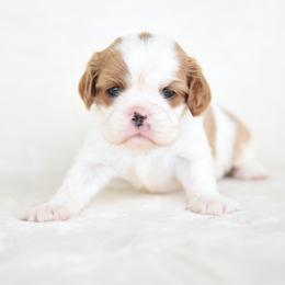 Willow - Blenheim female Cavalier King Charles Spaniel puppy in Lawton, Oklahoma from Lindsey’s Cavies