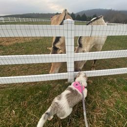 Pyrenean Mastiff All Grown Up from Bella Dulce