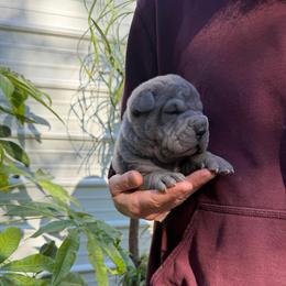 Voodoo - Blue male Chinese Shar-Pei puppy in Auburn, Kansas from Justin's Chinese Shar-Pei