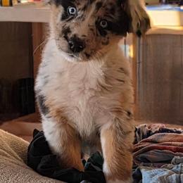 Hudson - Blue merle male Australian Shepherd puppy in Solon, Maine from Mountain Range Australian Shepherds